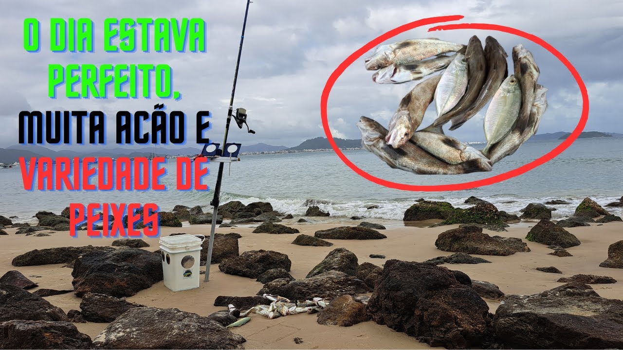 PESCARIA na praia da PONTA DAS CANAS, muitos papaterras e manezinhos - SURFCASTING