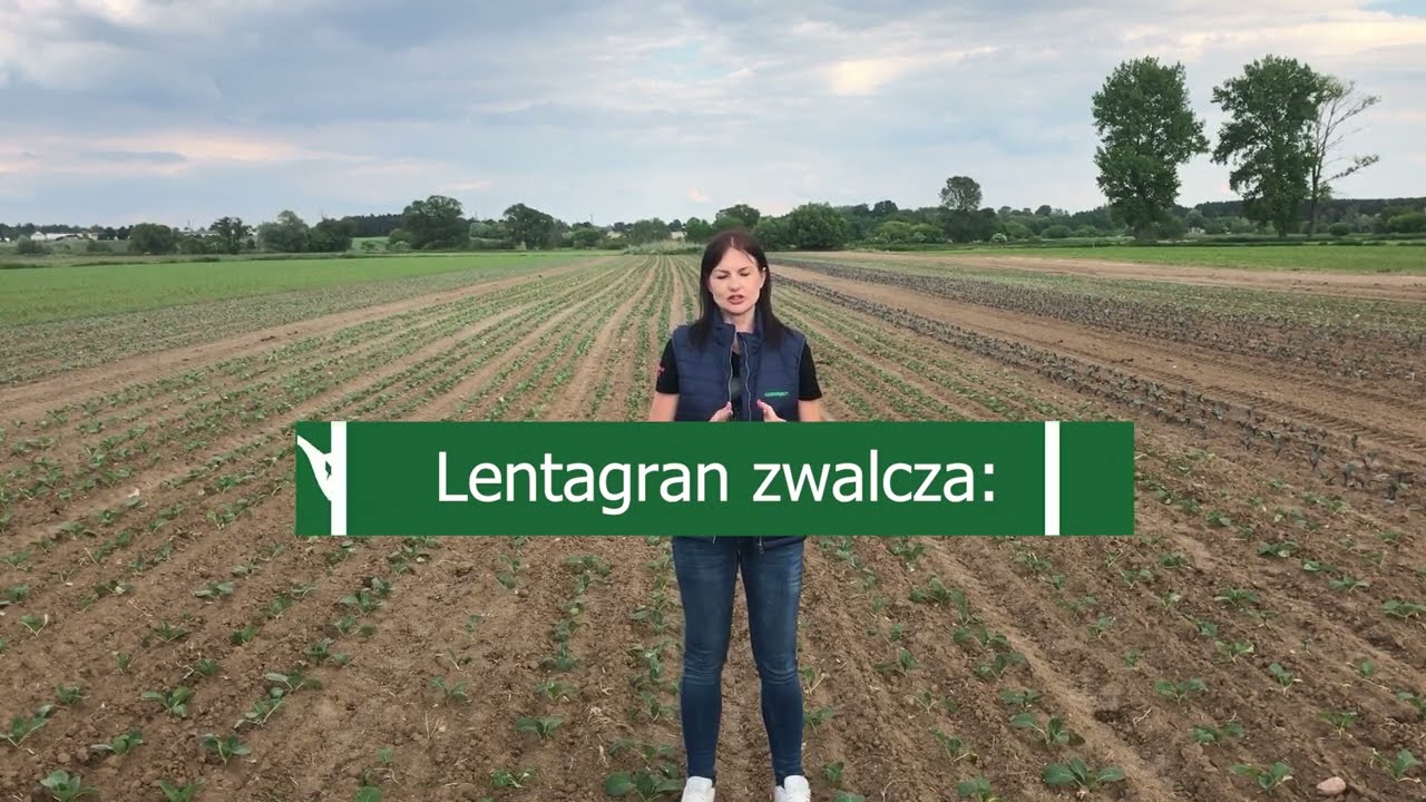 Możliwości zastosowania herbicydów w uprawie warzyw kapustnych – Komunikat Warzywniczy Agrosimex