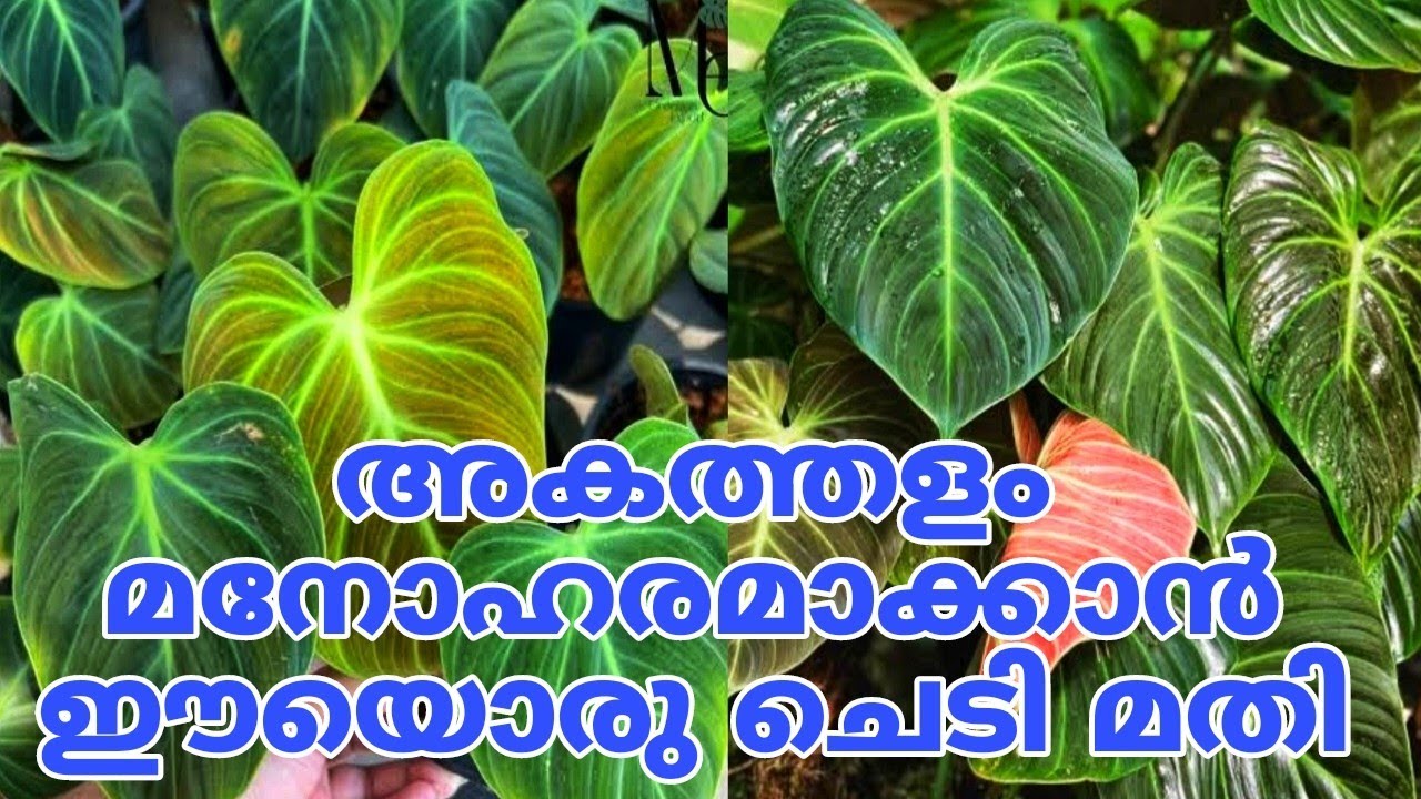 എവിടെ കണ്ടാലും അടിച്ച് മാറ്റിക്കോ | Philodendron plant care
