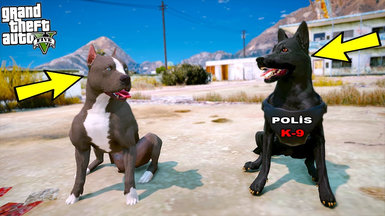 PİTBULL K-9 SİVAS KANGALI ŞEYTAN'LA ARKADAŞ OLUYOR! - GTA 5