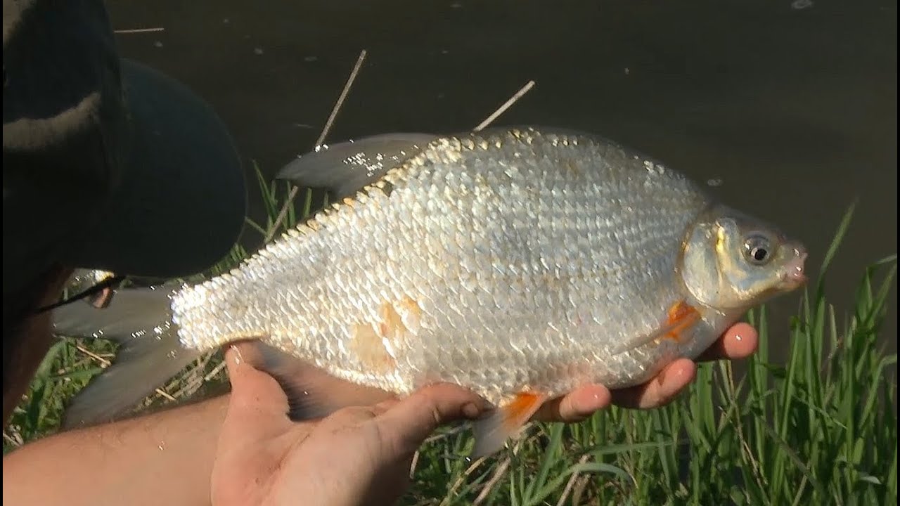 Říční skaláci