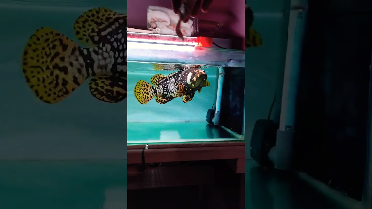 Bumblebee Grouper.!!!!