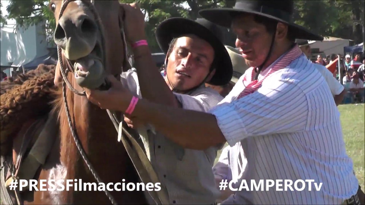 Arregláte como puedas Fiesta del Ternero Sauceño 2020 #Canal #Campo #Rural #Potros #Caballos #Horses