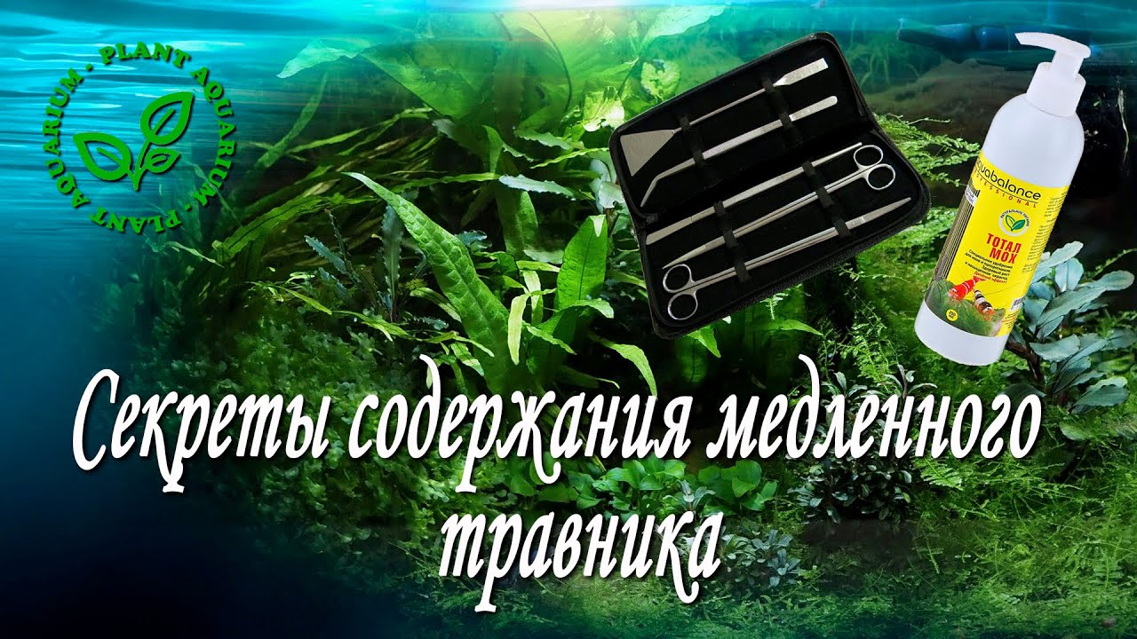 Секреты содержания медленного травника