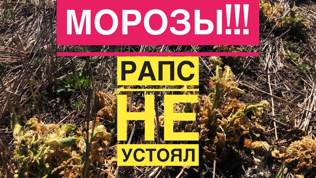 Морозы!!! Рапс не устоял.😢