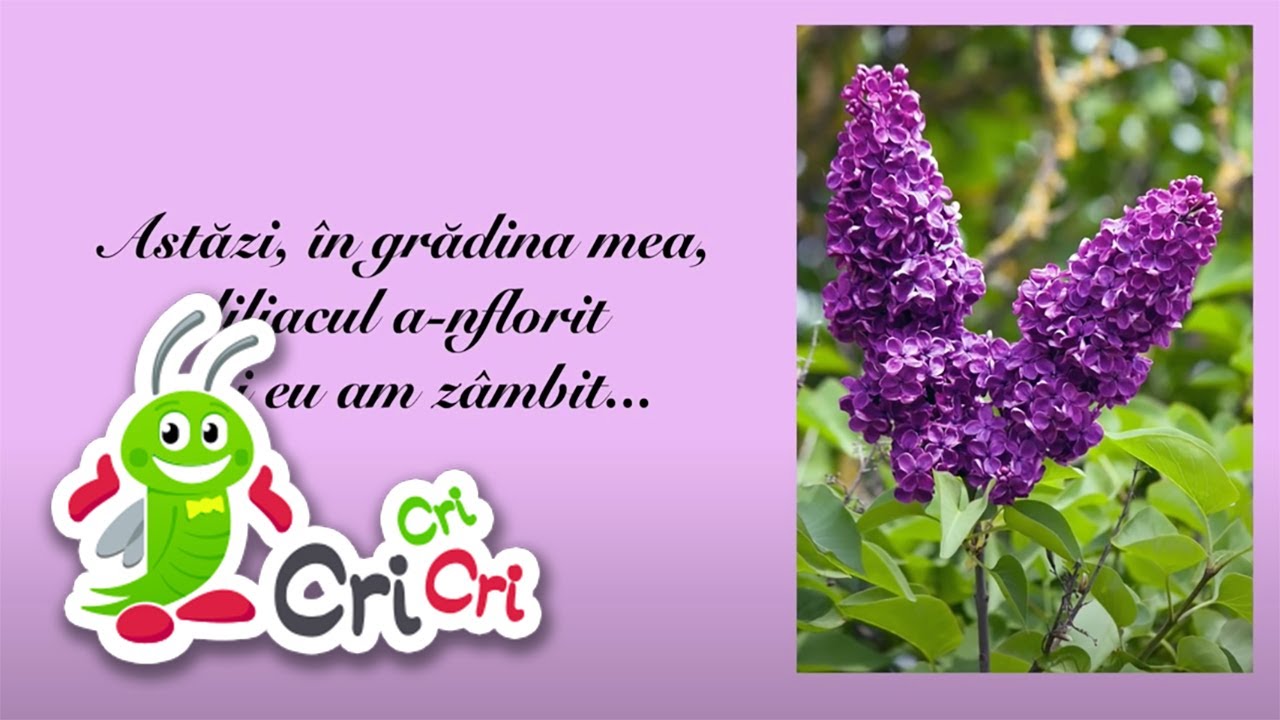 Flori de primavara (imagini) - Cantece pentru copii | CriCriCri