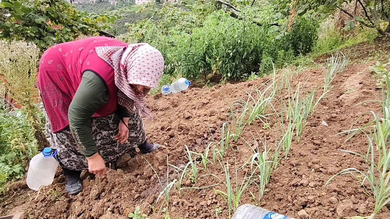 🧅🌿 Bahçende Kendi Pırasanı Yetiştir! Toprak Hazırlığı + Dikim Tüyoları