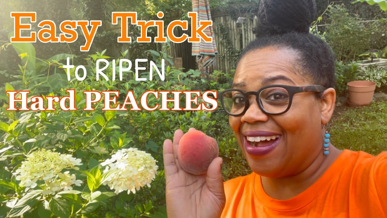 Easy Trick to Ripen Hard Peaches | Zone 7a | OCDish Chick #peaches #fruittrees #backyardgarden