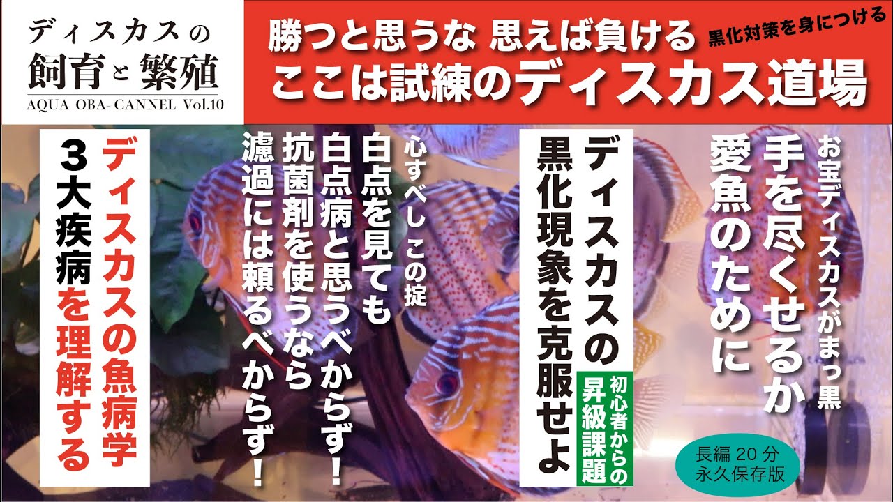 ディスカスの飼育と繁殖 Vol.10／ディスカスの病気の基礎知識と黒化の克服