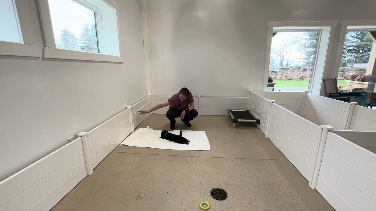 Alfie Play with Training 02/18