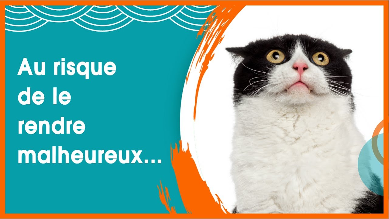 Adopting an adult cat: 5 mistakes to avoid