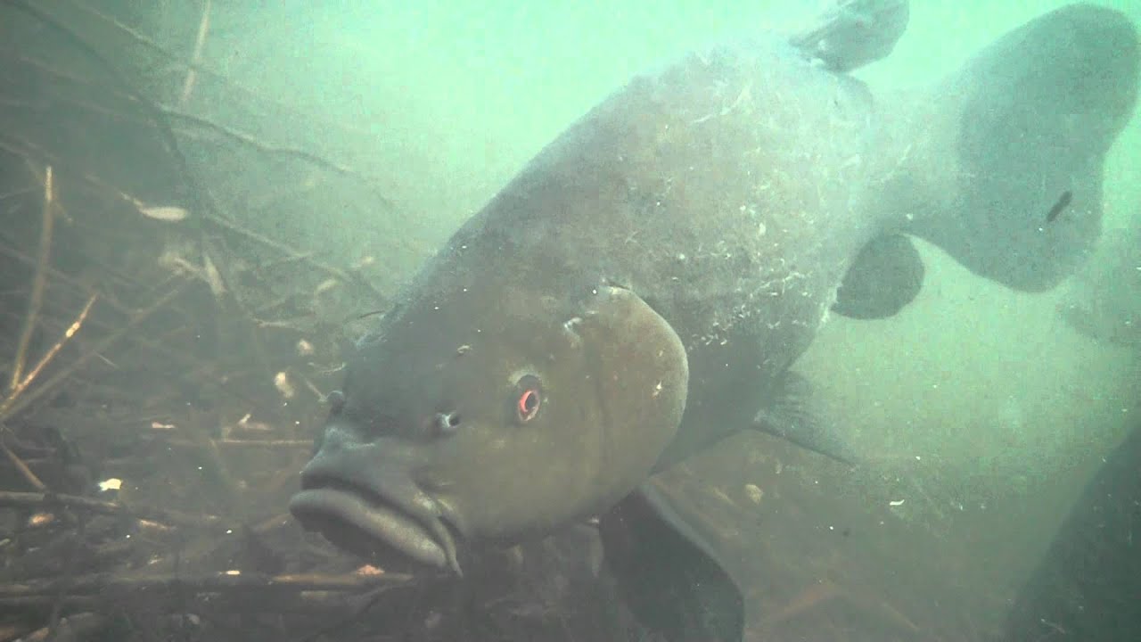 Sutare under water.wmv