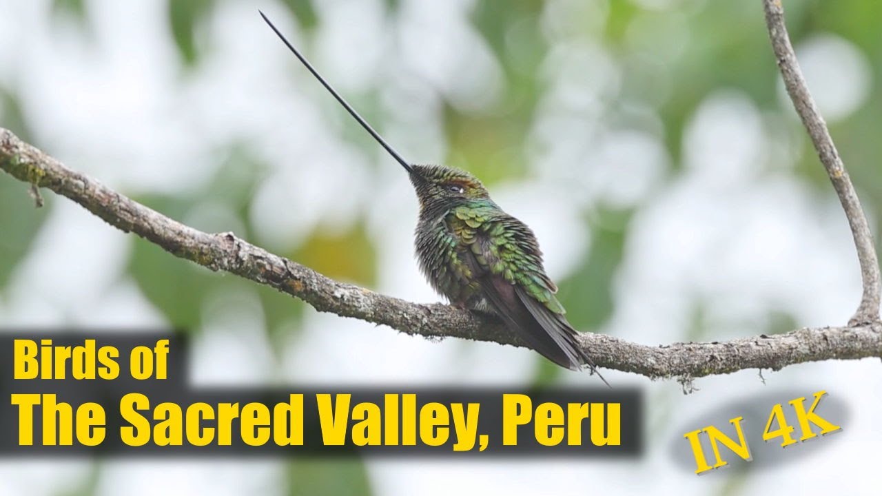 Birds of the Sacred Valley, Peru