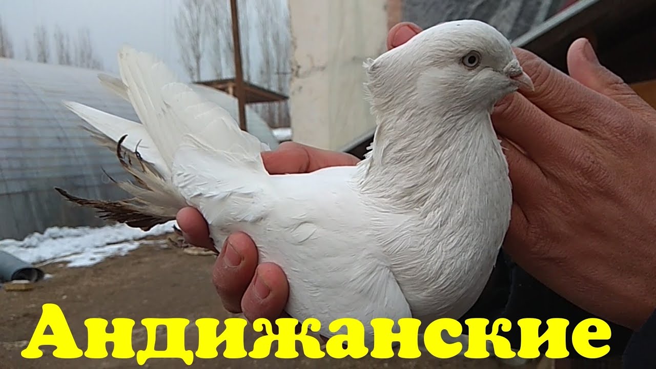 КАБУТАРНИ МАНА ҚАНДЕЙ ЖУФЛАШ КЕРАК  Ахмаджон уз  #Андижанские голуби#кабутар бозор#kabootar bazi