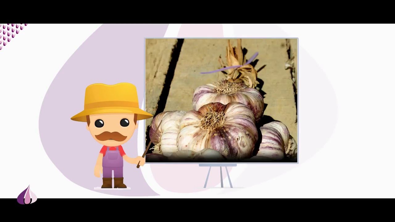 L'AOC Ail Violet de Cadours / ASO Film BtoB