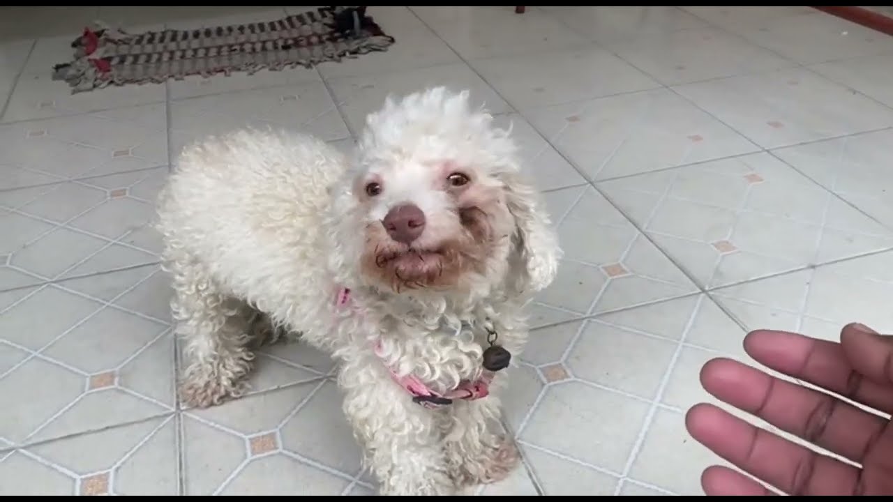 This dog is very cute and smart This dog is very smart.