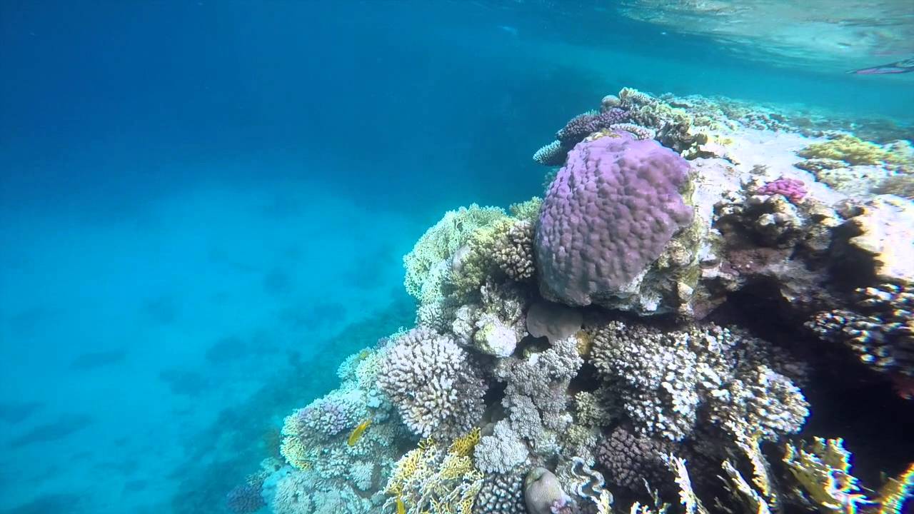 Freediving in Red Sea in Saudi Arabia