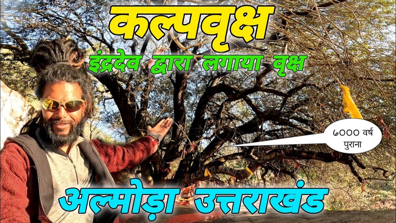 कल्पवृक्ष 🪴 अल्मोड़ा उत्तराखंड 🪴 #mohandaalmorawale #vlog #almora #kalpvriksh