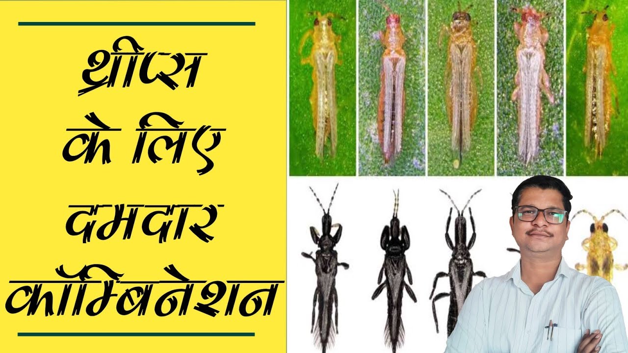 थ्रीप्स के लिए दमदार कॅाम्बिनेशन । Thrips control best insecticide