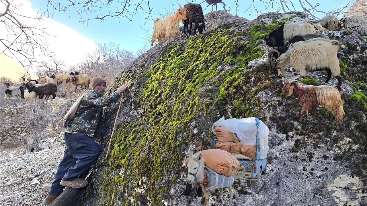 Nomadic life: Saving the herd; when Reza bought provisions and loaded the donkey.