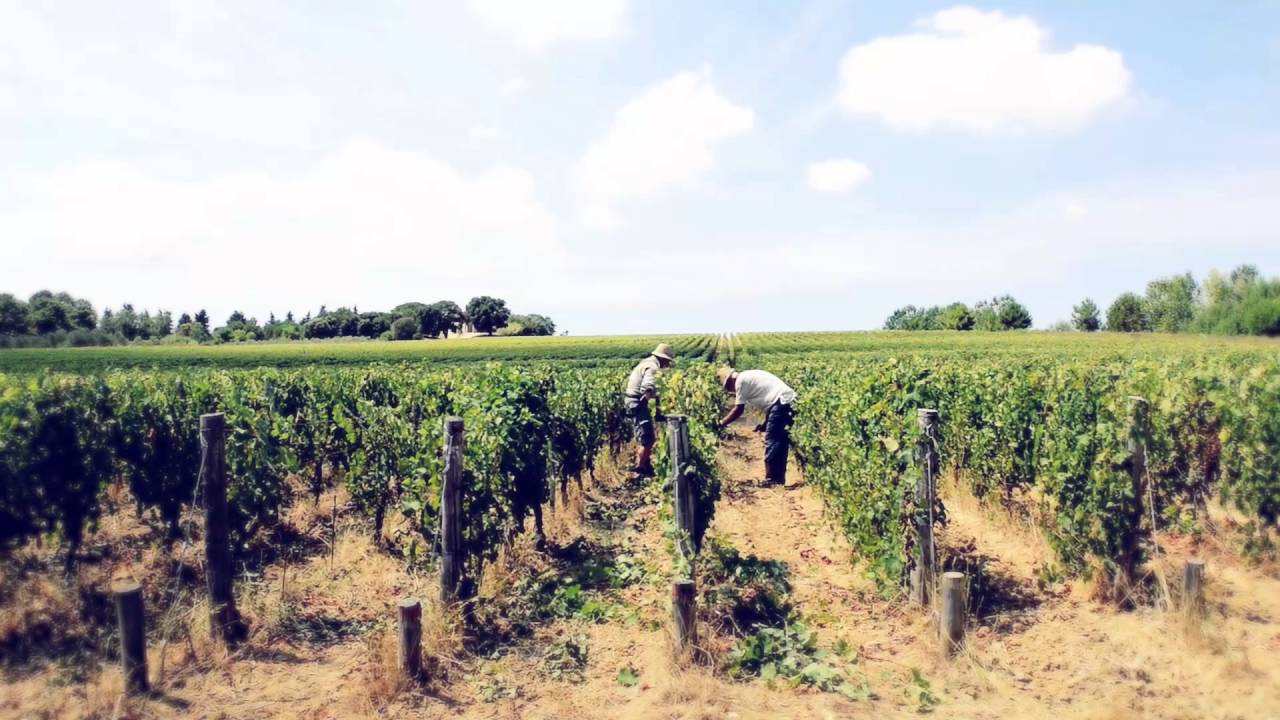 Giusti & zanza - vigneti in Toscana