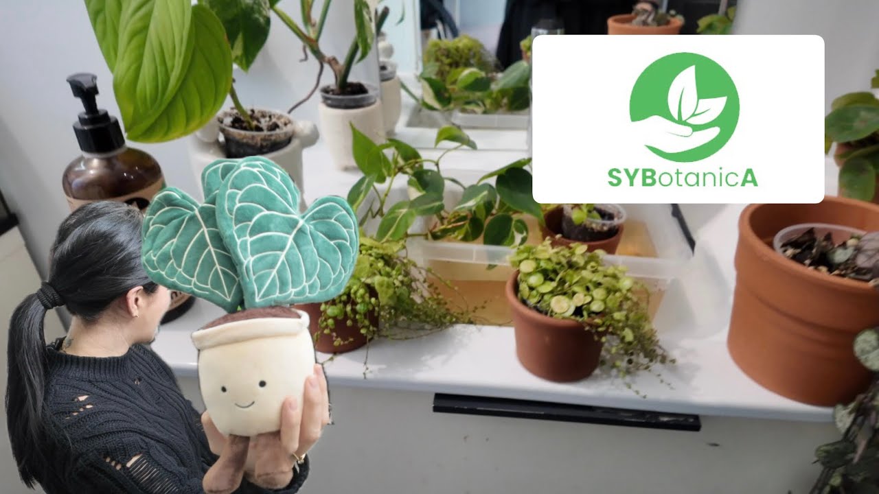 PIÈCE A PLANTES 