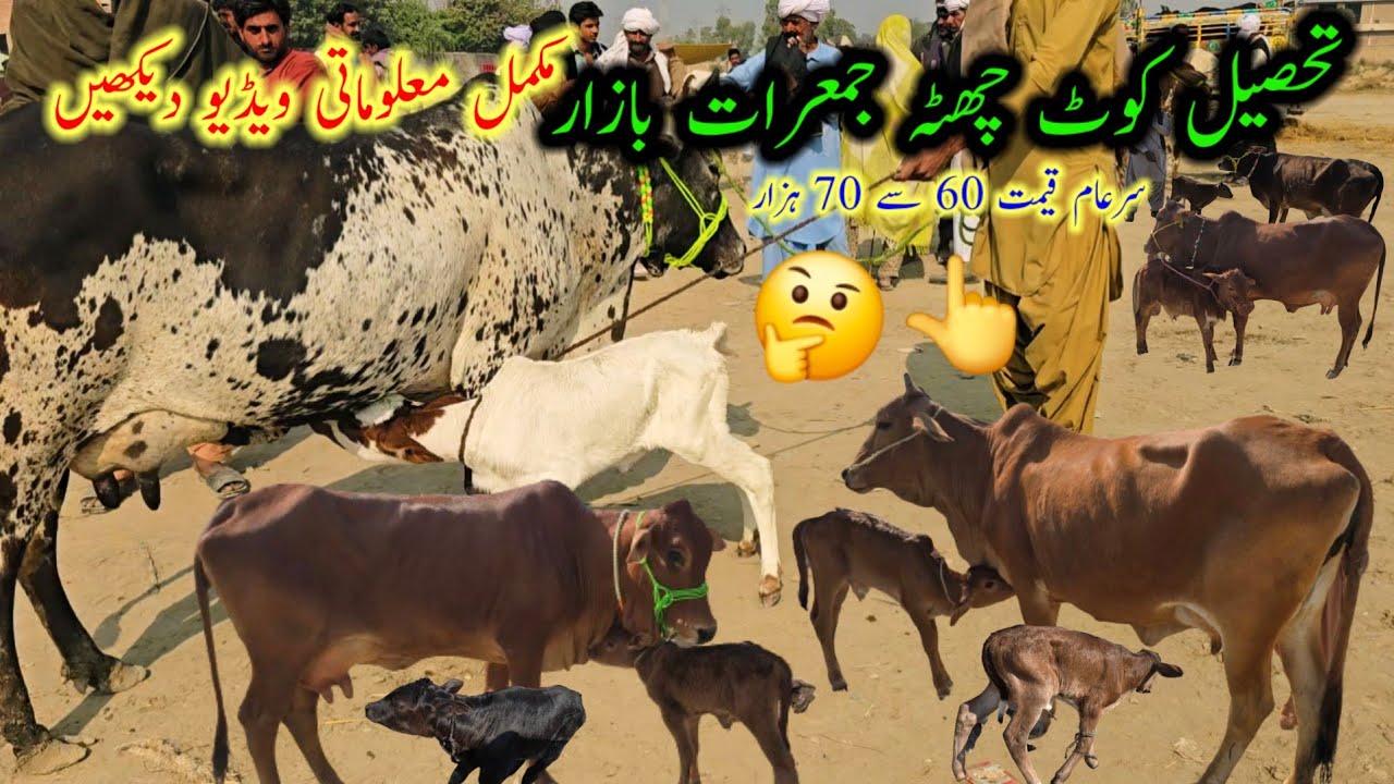 تحصیل کوٹ چھٹہ جمعرات کیٹل مارکیٹ اپڈیٹ || Biggest cow 🐄 market in dgkhan at nadir baloch goat farm