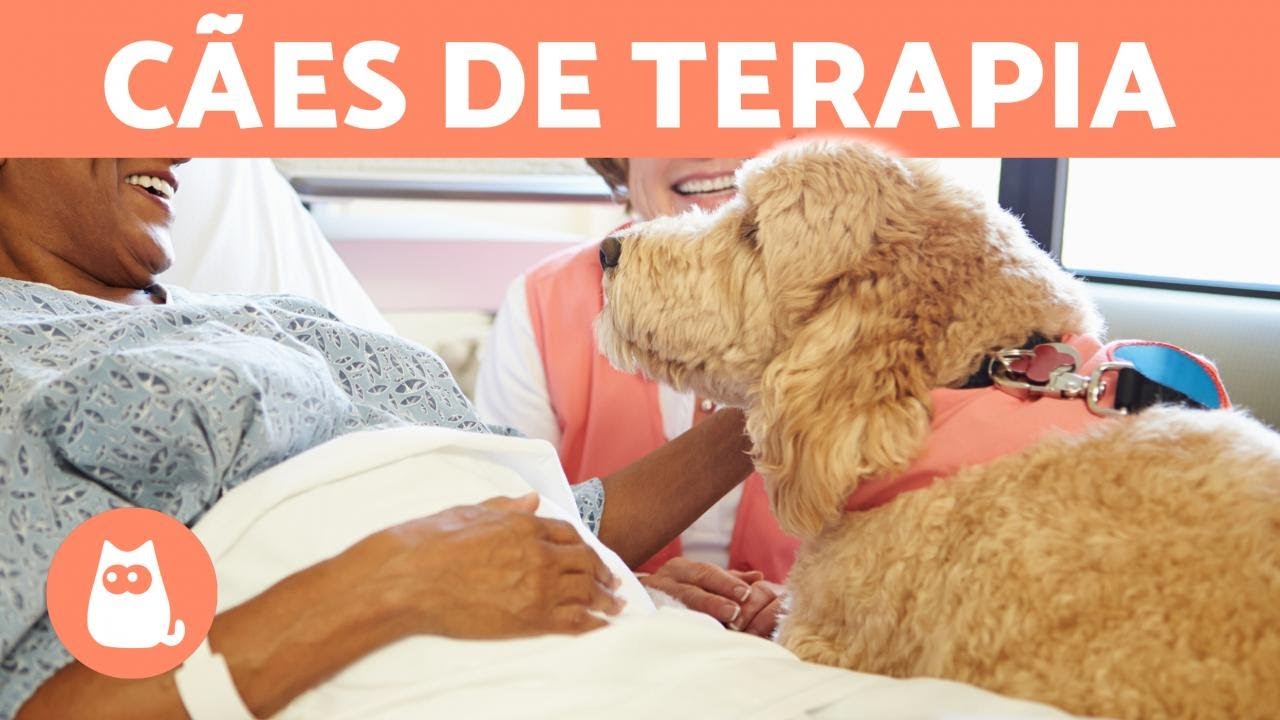 TERAPIA ASSISTIDA por CÃES 🐶💚 (Raças, Características e Benefícios)