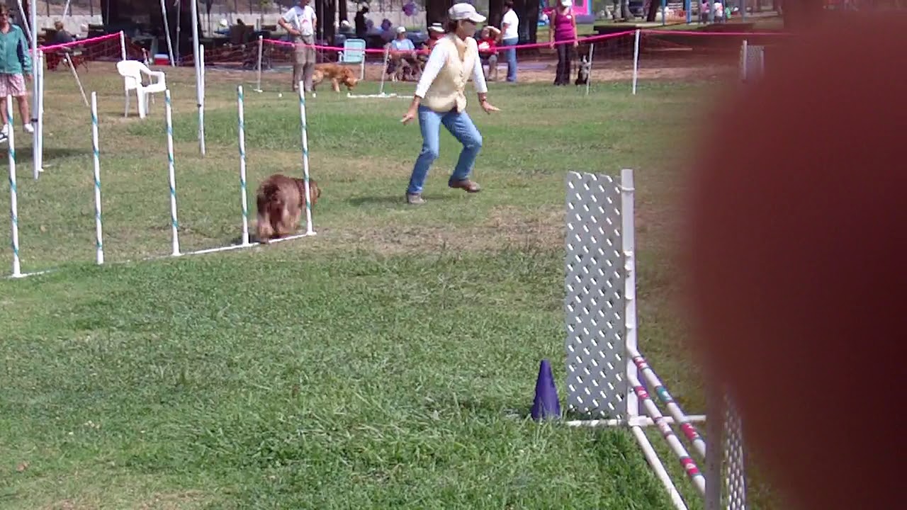Nigel Sussex Spaniel JWW - 1st place