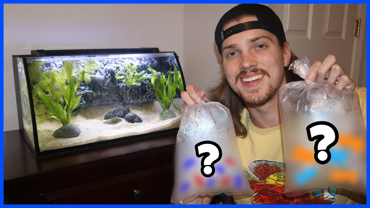 Buying COLORFUL FISH & Shrimp For AQUARIUM!