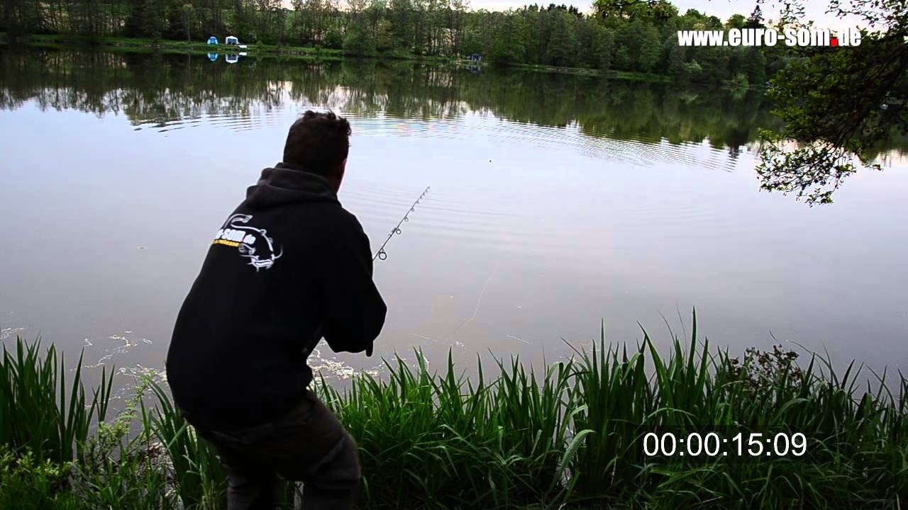 Waller fangen in 50 Sekunden / Wels catfish in 50 sec