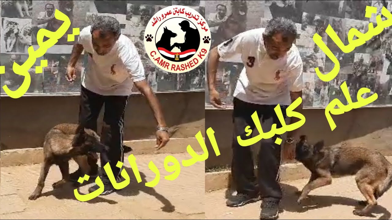 علم كلبك الدورانات - يمين وشمال وتحت الارجل - كابتن عمرو راشد - تدريب