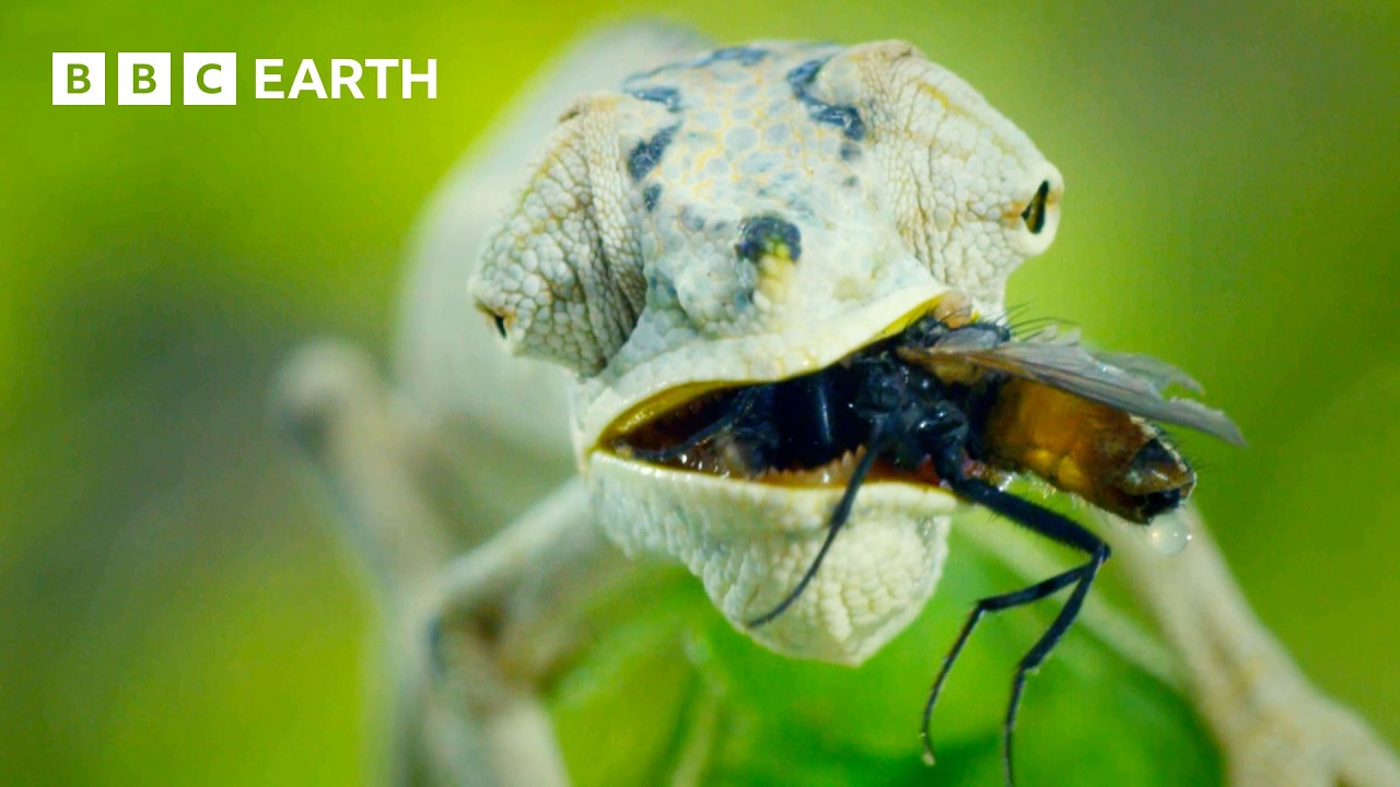 Удивительный животный мир Мадагаскара | BBC Earth