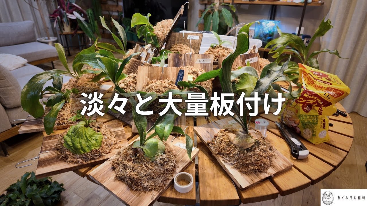 ビカクシダ　胞子培養株　大量板付け！！たいへん！！！