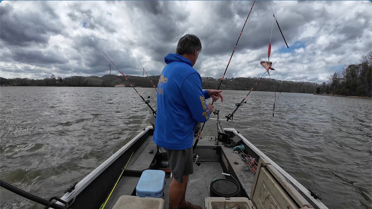 March Catfish Madness