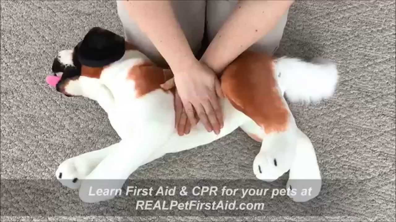Pet First Aid & CPR Class Training: APCPR™, modern BLS techniques to save canines and felines
