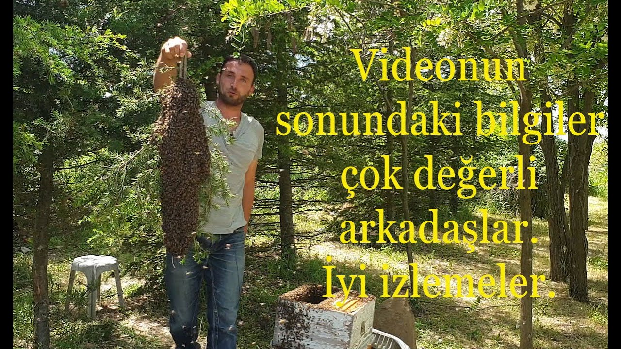 Oğul arılara dair, tüm merak ettikleriniz bu videoda.#arıcılık #arı #anaarı #edirne #halkeğitim #bee