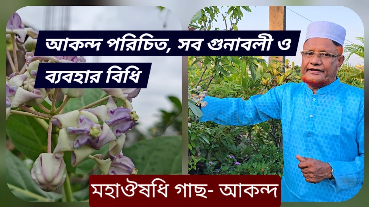 আকন্দ গাছের সব গুনাবলী, পরিচিতি, ব্যবহার বিধি  |🌿 Akondo plant ✅ Check more in description.