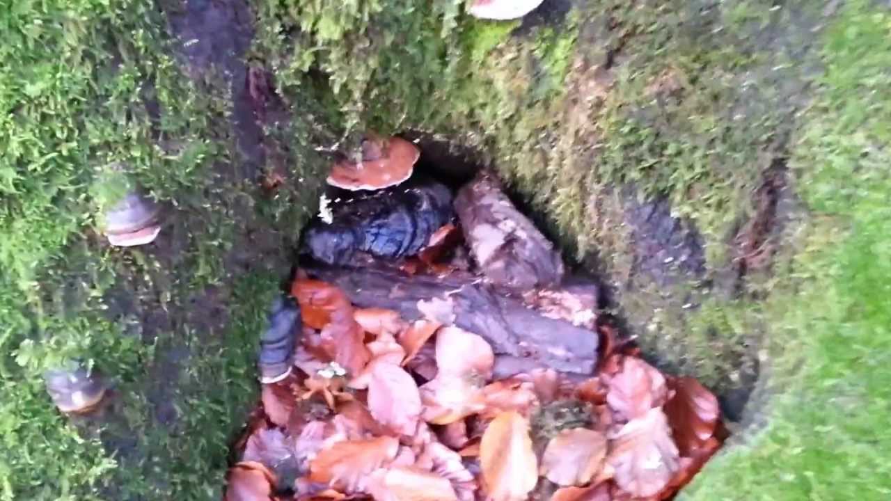 Finding a Geocache in the woods