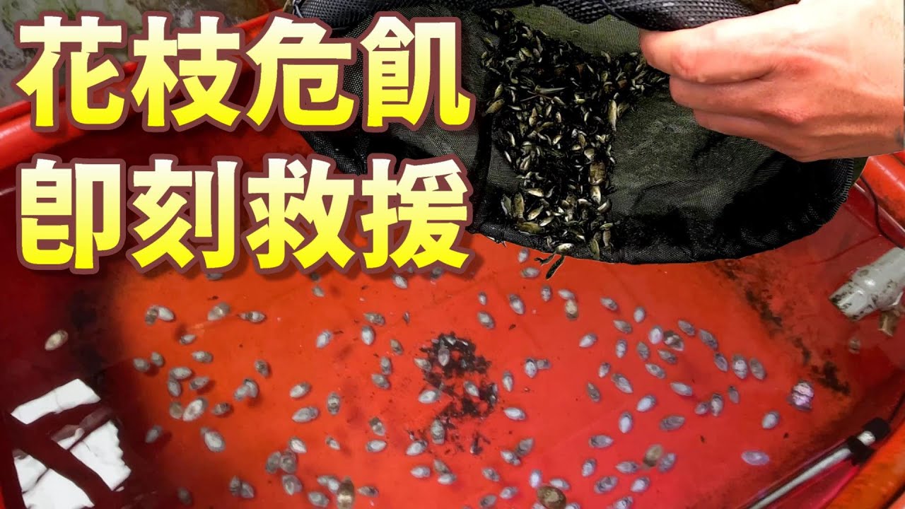 【危飢救援】小花枝斷糧是非常嚴重的事情，還好阿坤這回有盟友神助攻，減輕了採集員工餐的壓力。