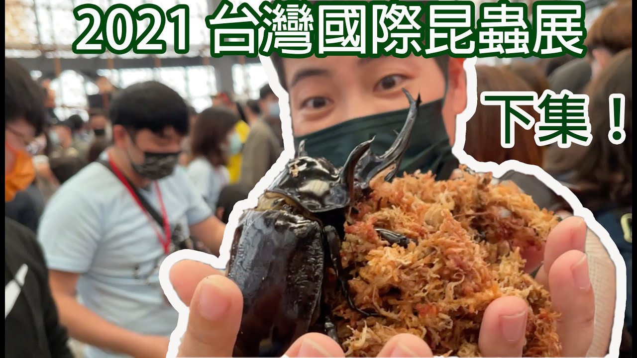 戰神大兜蟲 巨人葉脩 可愛蛇蛇跟名貴龜龜們 全世界規模最大的昆蟲展在台灣【昆蟲擾西上課了！】