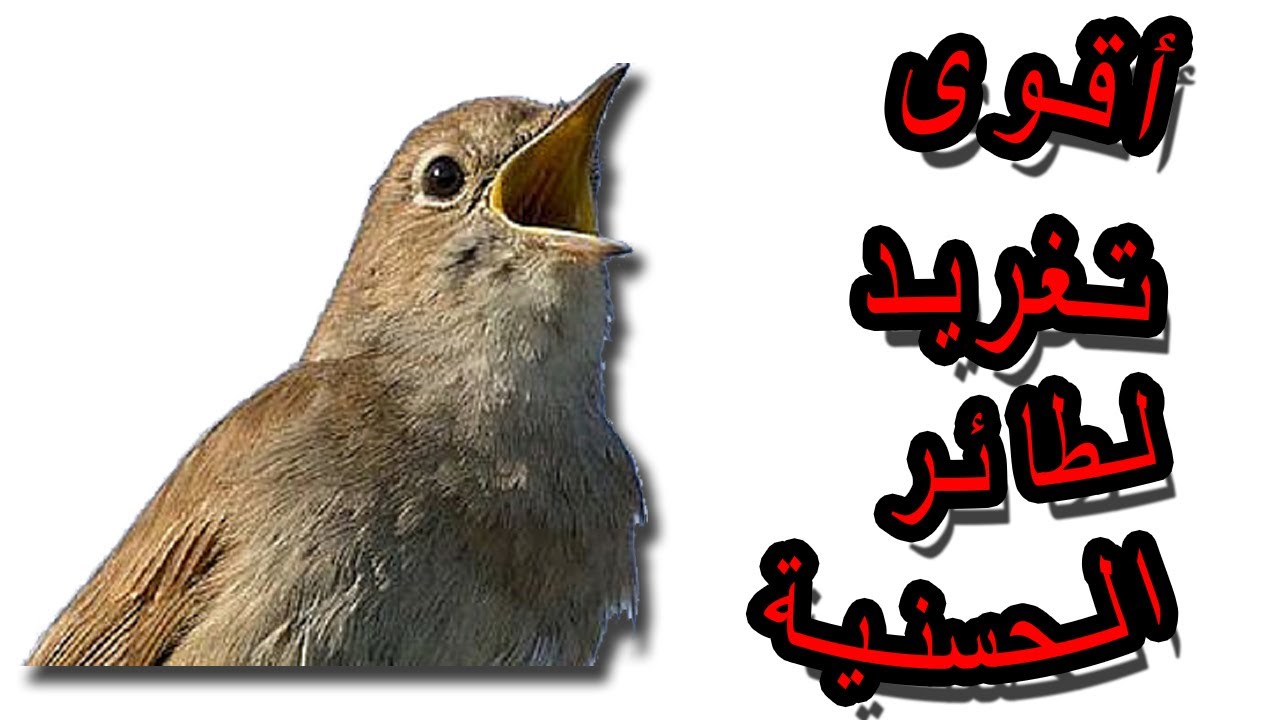 strongest bird's tweet Al-Hasaniah for reciting the goldfinchأقوى تغريد لطائر  الحسنية لتسميع الحسون