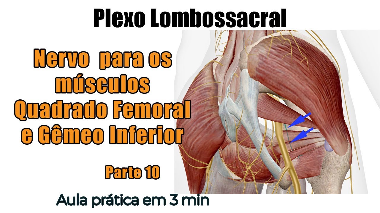 Plexo Lombossacral - Nervo para os Músculos Quadrado Femoral e Gêmeo Inferior - Anatomia Humana