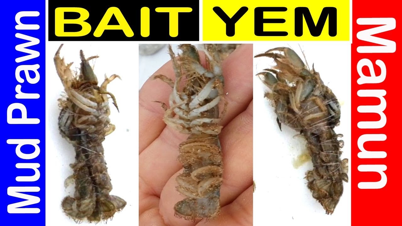 Çupra Levrek için Mamun Yem nasıl takılır Mamun Yem ipi bağlayarak Balık Avı Surf Casting 7fishing