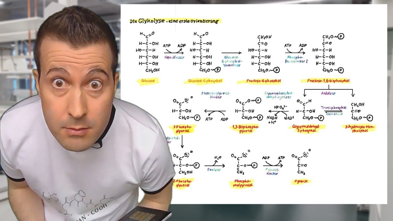Die Glykolyse - eine erste Orientierung | Glykolyse und Gluconeogenese (5.2.1)