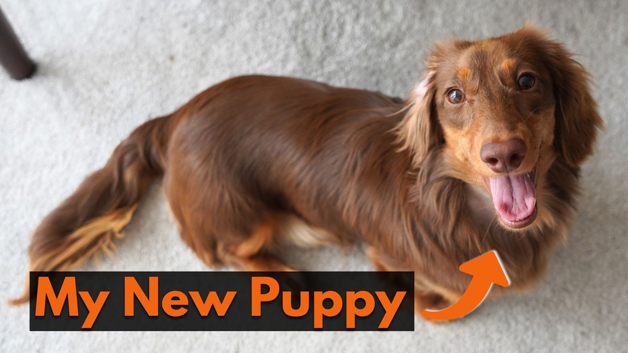 The Surprising Benefits Of Owning A Puppy (My new dog)