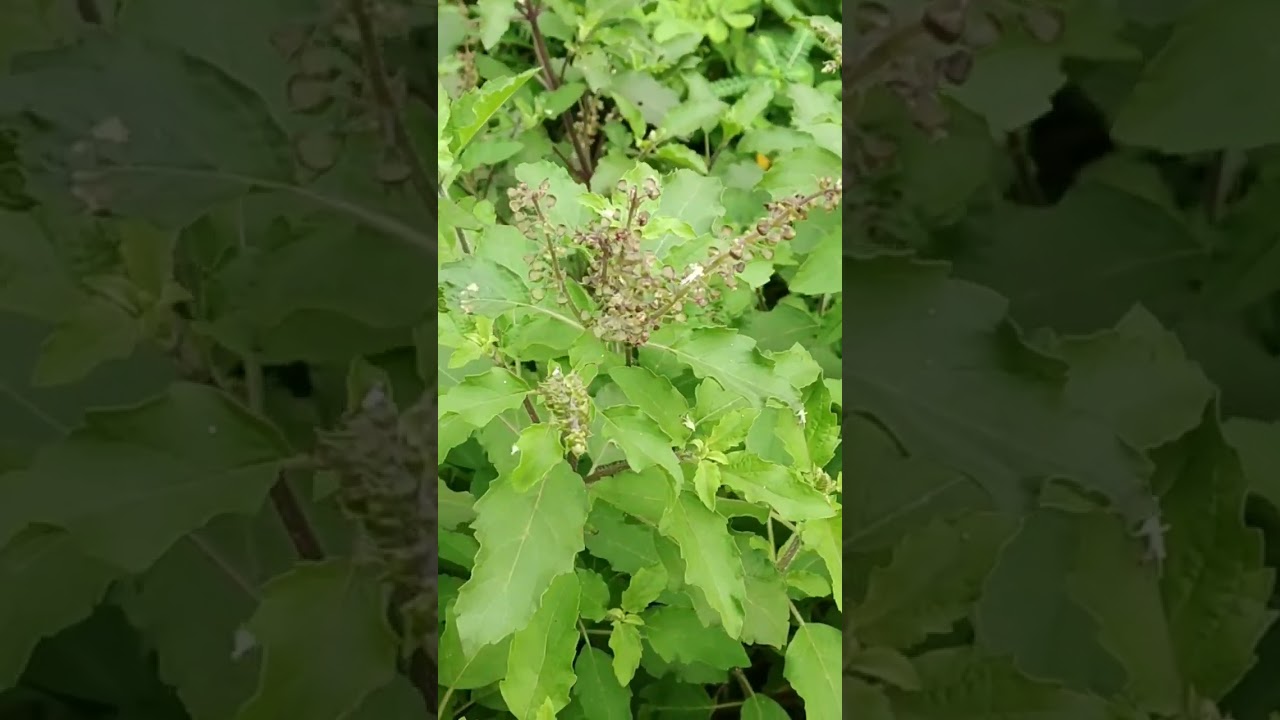 Holy Basil Plant