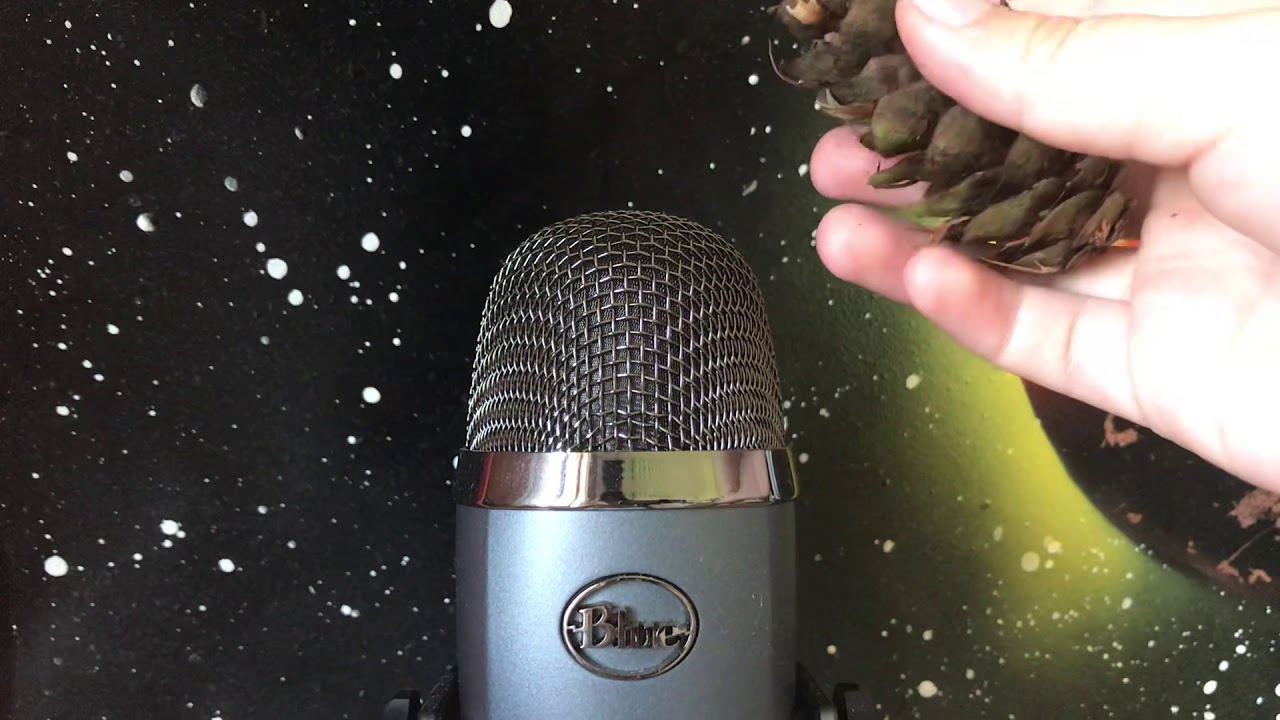 ASMR with a pine cone 🌲