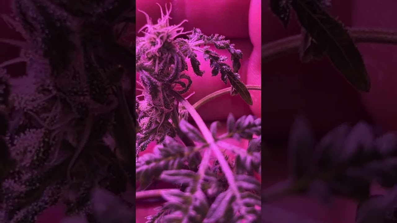 A Crazy Frosty&lsquo;s Purple Freak with nice trichomes 🌱💜 #grow #cannabiseducation