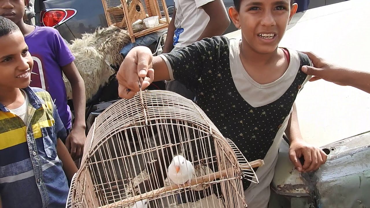 جولة الأسعار في سوق الحمام والطيور في عدن الشيخ عثمان